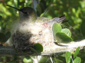 Nesting hummingbird