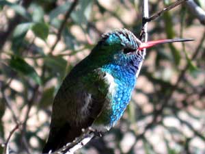 Resting hummingbird