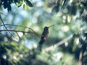 Hummingbird